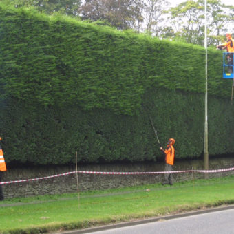 Tree Trimming Cherry Picker